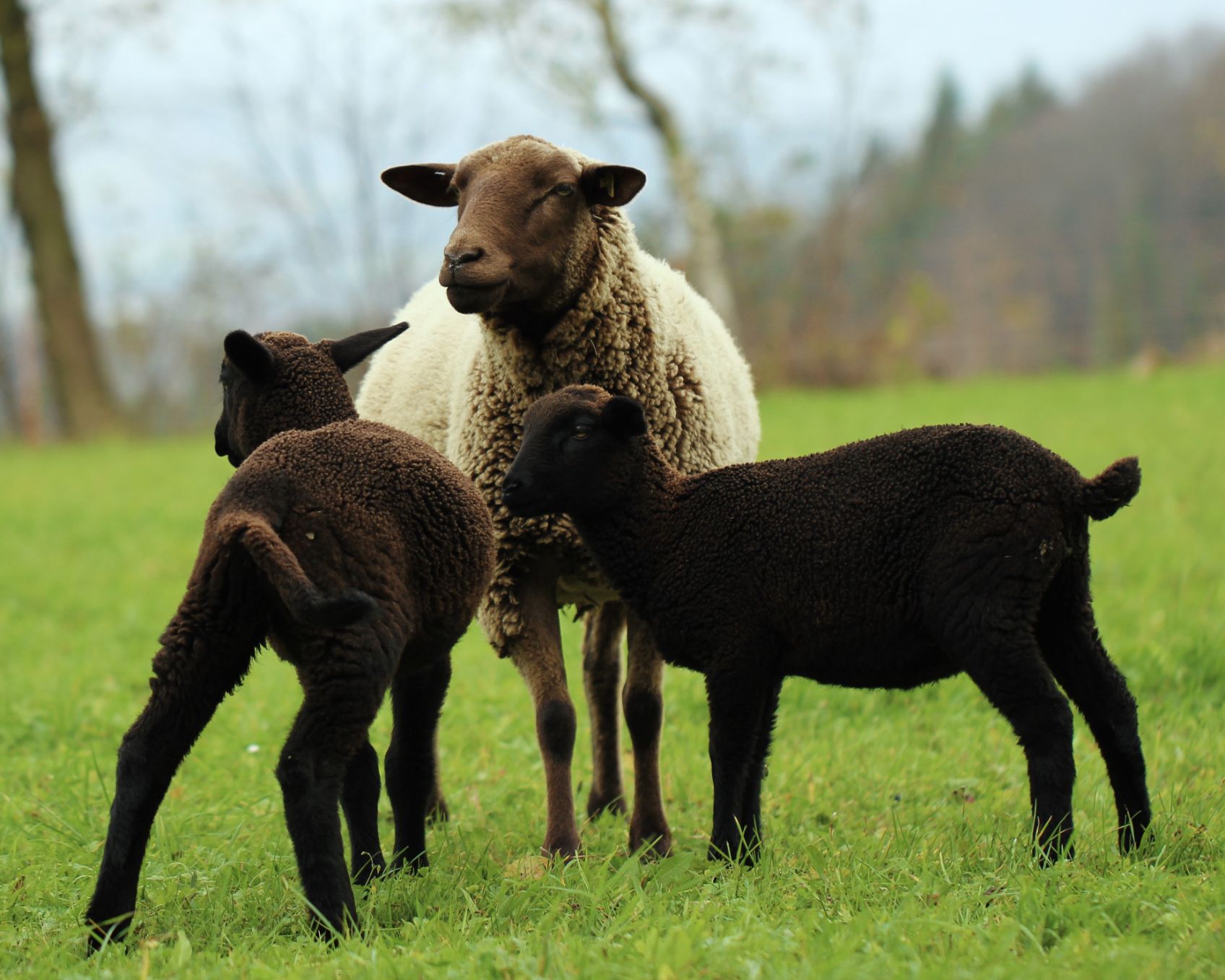 Pecora Nera das schwarze Schaf unter den Merinos